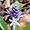 Scilla lilio-hyacinthus2.jpg