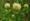 Trifolium montanum1.jpg