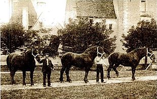 Groupe de chevaux noirs vue de face, tenus en main par des hommes.
