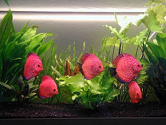 Des poissons circulaires, plats et rouges en banc sur un fond d'alges dans un bac de verre.