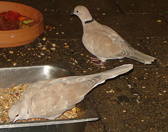Deux oiseaux gris-rosé avec un anneau noir au cou qui picorent dans une mangeoise