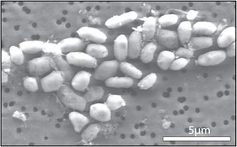 GFAJ-1 cultivée sur phosphore et sans arsenic.
