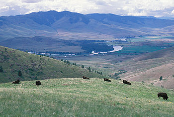 Bison at National Bison Range.jpg