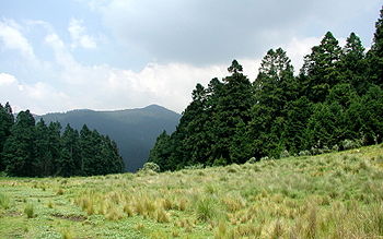 Field-pines-mountain.jpg