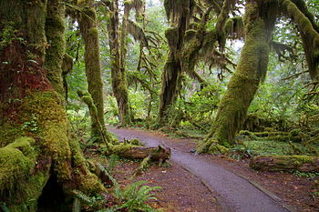 Forks WA Hoh National Forest Trail.JPG