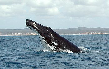 Humpback Whale fg1.jpg
