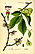 Illustration Ulmus carpinifolia0.jpg