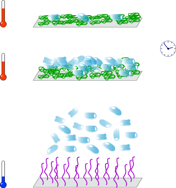Quelques cellules sont déposées sur un tapis de PNIPAM chaud (température physiologique). Après un certain temps, les cellules se sont multipliées. En abaissant la température, le PNIPAM devient hydrophile et libère les cellules.