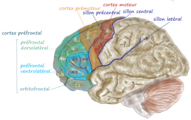 Cortex frontal lateral.png