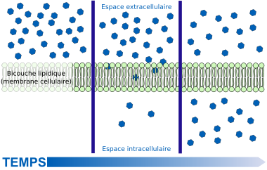 Scheme simple diffusion in cell membrane-fr.svg