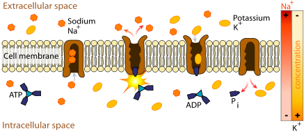 Schéma de la bicouche lipidique membranaire avec la pompe Na+/K+-ATPase maintenant le potassium à l'intérieur et le sodium à l'extérieur de la cellule. Ce processus nécessite de l'énergie fournie par des molécules d'ATP.