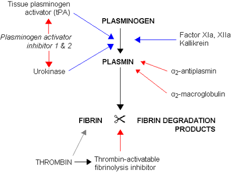 Fibrinolysis.png