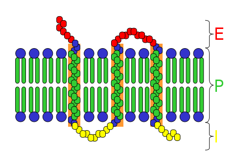 Transmembrane receptor.svg