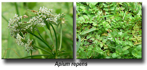Apium repens, fleur, feuilles