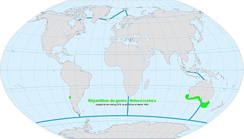 Répartition du genre Heterozostera