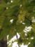 Acer pseudoplatanus Inflorescence BavariaMay2005.jpg