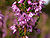 Calluna vulgaris (flower closeup).jpg