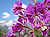 Epilobum augustifolium Aug2003.jpg