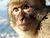 Gibraltar Barbary Macaque.jpg
