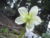Helleborus niger Rax 1.jpg