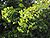 Noorse esdoorn bloeiwijze (Acer platanoides inflorescens).jpg