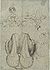 Pisanello - Codex Vallardi 2275 r.jpg