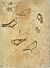 Pisanello - Codex Vallardi 2508 r.jpg