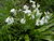 Scilla non-scripta flower white.jpg