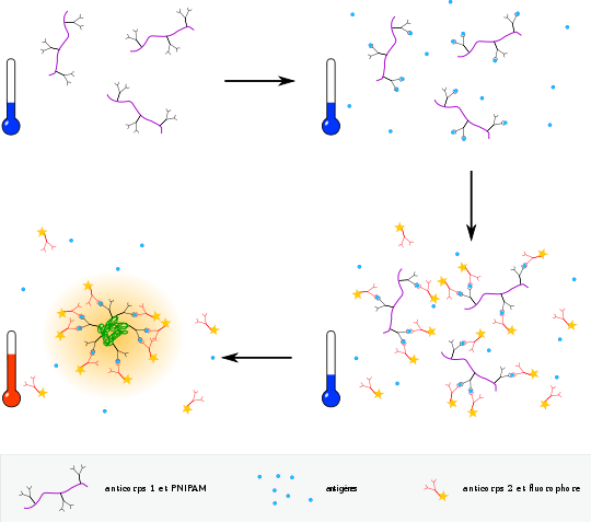 Des anticorps sont conjugués à du PNIPAM ; lorsqu'ils sont mis en présence d'antigènes complémentaires, ils s'accrochent spécifiquement. Un autre anticorps complémentaire de l'antigène, marqué avec un fluorophore, sert à révéler l'interaction. L'augmentation de la température entraîne le repliement du PNIPAM et la concentration de la fluorescence
