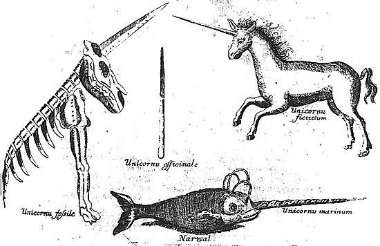 Le dessin montre le squelette composite d'un animal cornu auquel manquent les pattes arrière à gauche; A droite, une locorne équine à la longue corne torsadée est représentée. En bas figure ce qui ressemble à un poisson doté d'une corne. Au centre, une corne torsadée fait le lien entre ces trois représentations.