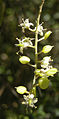 Bursaria spinosa flowers.jpg