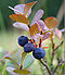 Three ripe blueberries.jpg