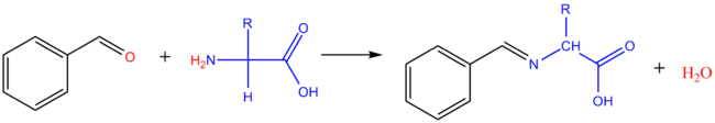 Réaction d'un acide aminé avec un aldéhyde aromatique.