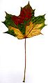 3coloured leaf.jpg