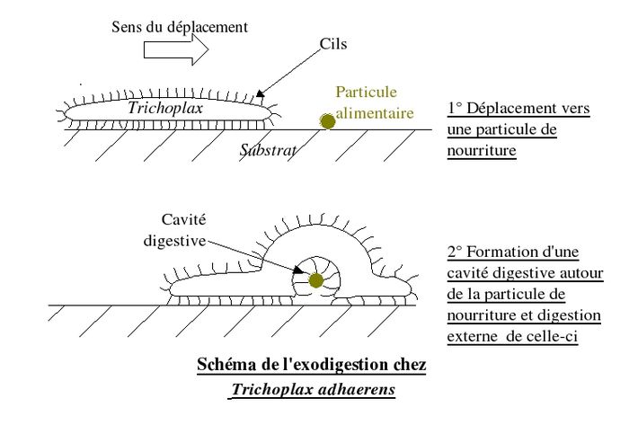 Exodigestion chez Trichoplax adhaerens.jpg