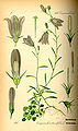 Illustration Campanula rotumdifolia0.jpg