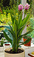 Curcuma alismatifolia A.jpg
