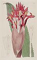 Aechmea nudicaulis (as Bromelia nudicaulis) - The Bot. Reg. 3 pl. 203 (1817).jpg