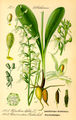 Illustration Platanthera chlorantha0.jpg