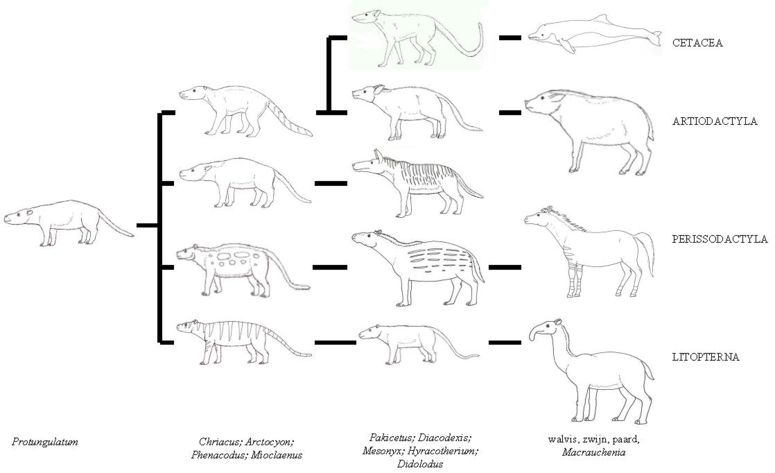 Proposition d'arbre de descendance de plusieurs mammifères, dont les Litopterna