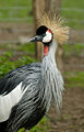 Gray Crowned Crane at Zoo Copenhagen.jpg