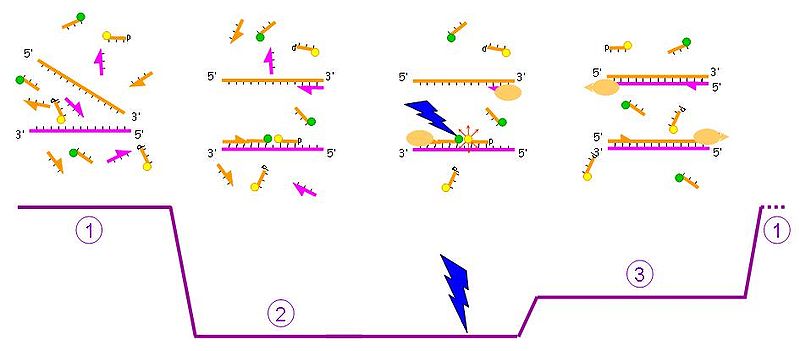 PCR with hybridization probe.jpg