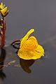 Blüte des Gemeinen Wasserschlauchs (Utricularia vulgaris).JPG