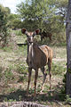 Female Greater Kudu.jpg