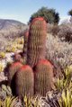 Ferocactus1.jpg