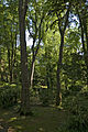 Giardini Papadopoli (arbres).jpg