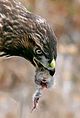 Hawk eating prey cropped.jpg