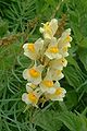 Linaria vulgaris1.jpg