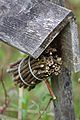 Megachile shelter 2.jpg