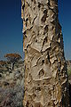 Namibie Quivertree Forest 04.JPG